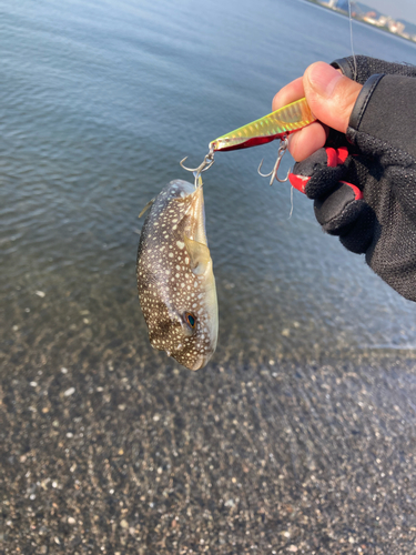 フグの釣果