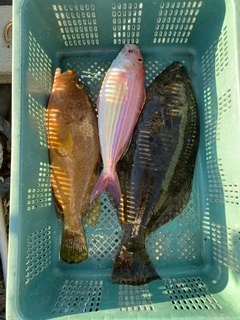 ヒラメの釣果