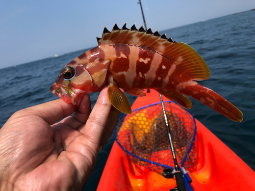 アカハタの釣果