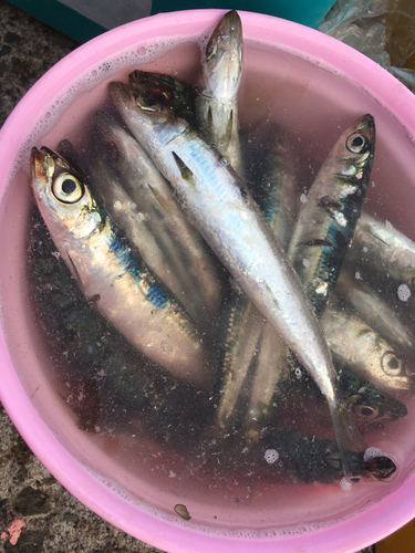 ウルメイワシの釣果