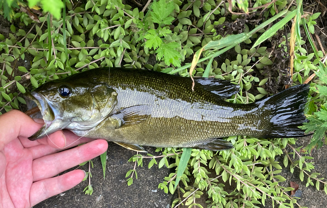 スモールマウスバス