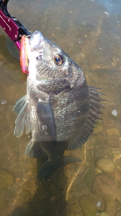 クロダイの釣果