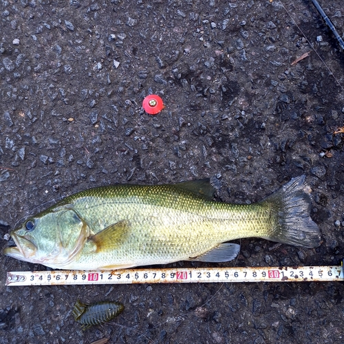 ブラックバスの釣果