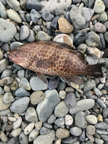 オオモンハタの釣果