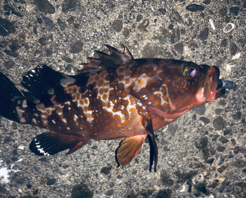 キジハタの釣果