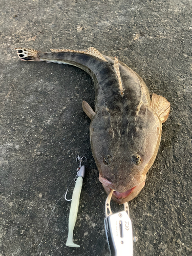 マゴチの釣果