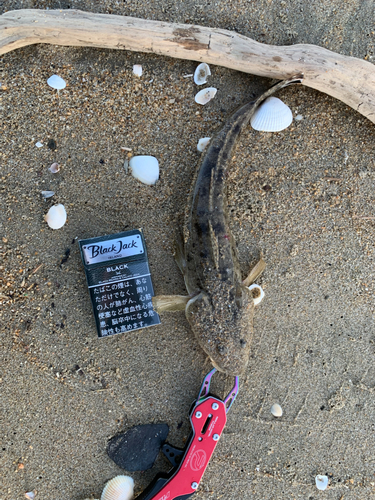 マゴチの釣果