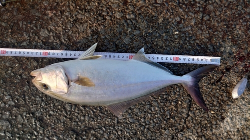 ショゴの釣果