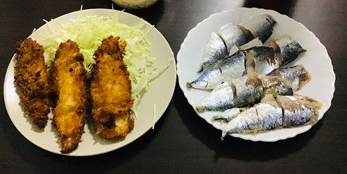 サバの釣果