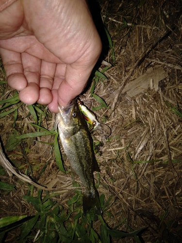 ラージマウスバスの釣果