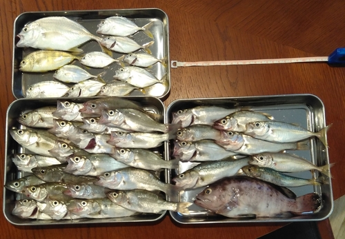 マハタの釣果