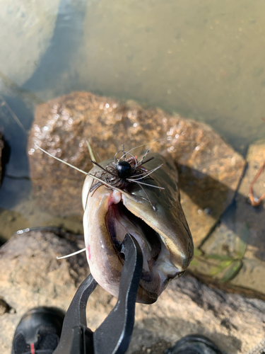 ナマズの釣果