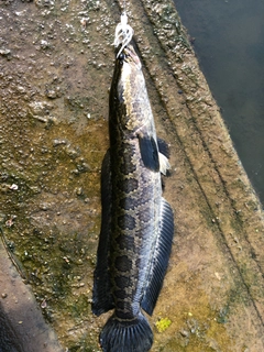 カムルチーの釣果