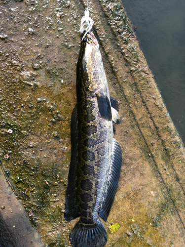 カムルチーの釣果