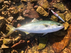 ツバスの釣果