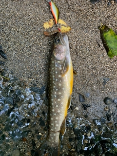 イワナの釣果