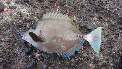 サンノジの釣果