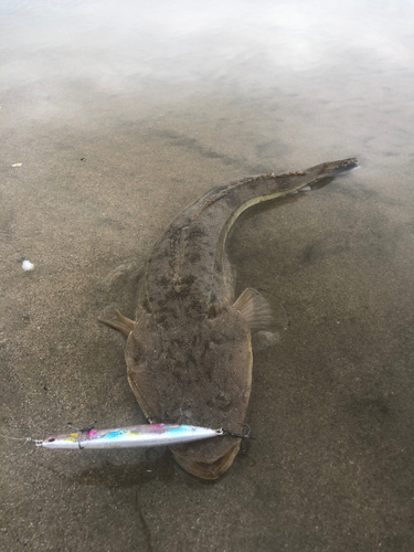 マゴチの釣果