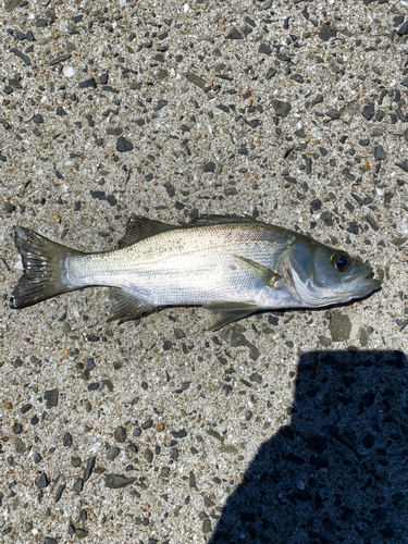 スズキの釣果