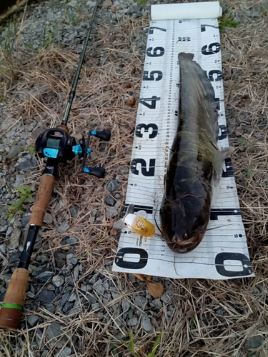 ナマズの釣果