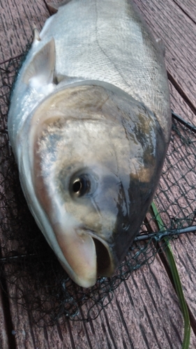 ハクレンの釣果