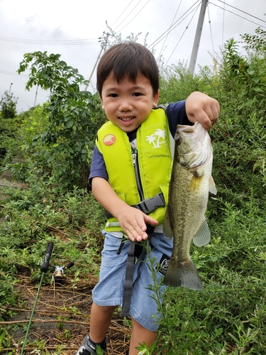 ラージマウスバスの釣果