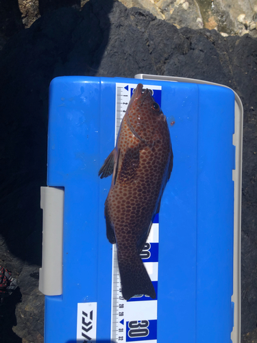 オオモンハタの釣果