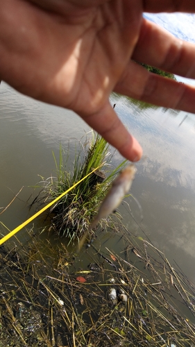 コイの釣果