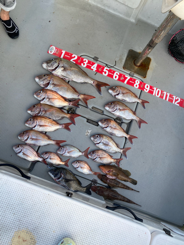 タイの釣果