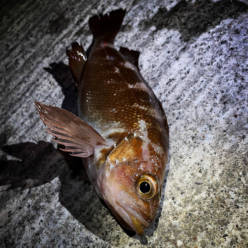 エゾメバルの釣果