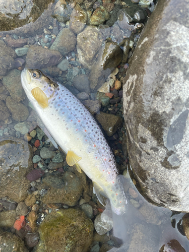 ブラウントラウトの釣果