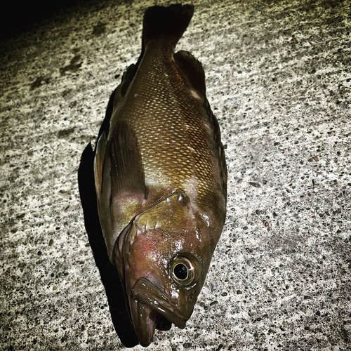 エゾメバルの釣果