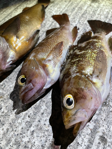 エゾメバルの釣果