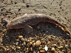 マゴチの釣果