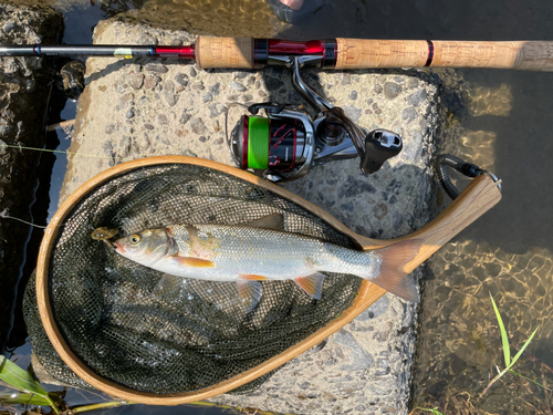 ウグイの釣果