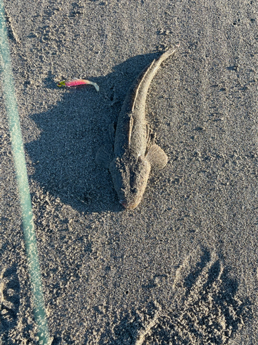 マゴチの釣果