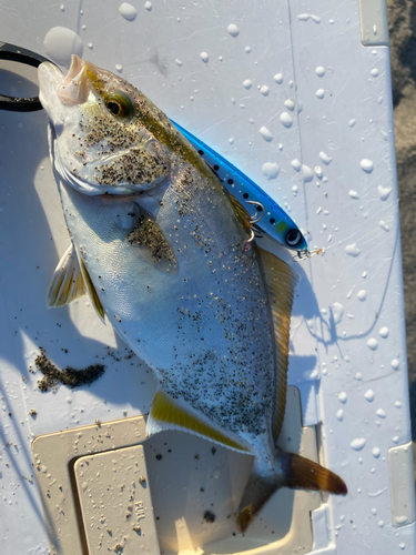 ワカシの釣果