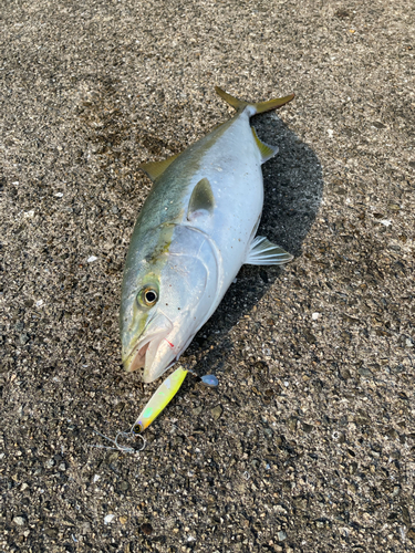 ハマチの釣果