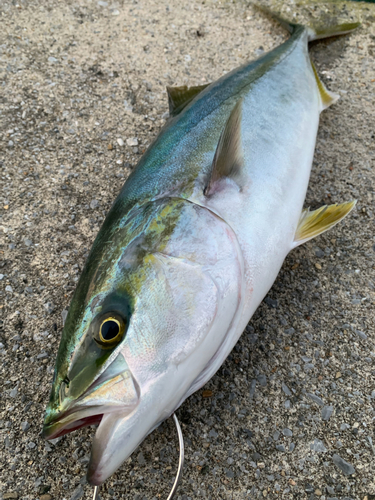 イナダの釣果