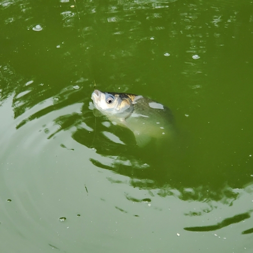 ヘラブナの釣果