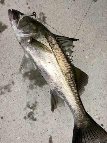 セイゴ（マルスズキ）の釣果