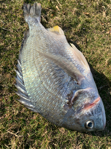 キビレの釣果