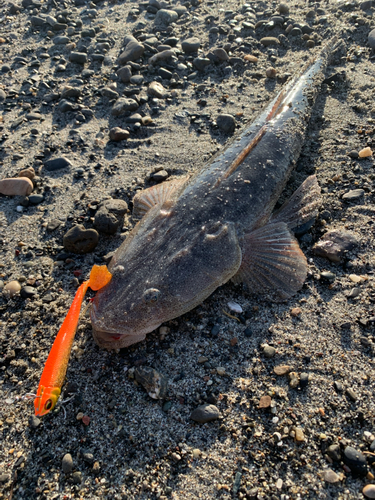 コチの釣果