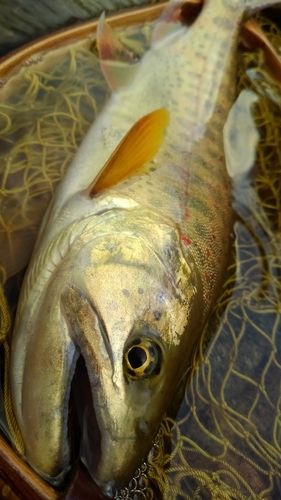 アマゴの釣果