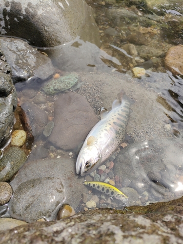 ヤマメの釣果