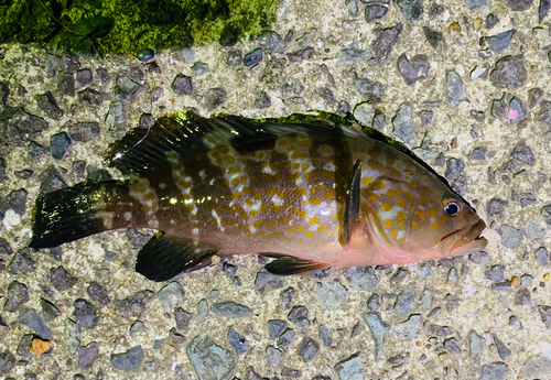 キジハタの釣果