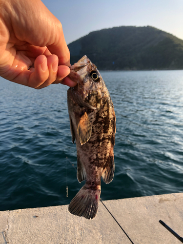 クロソイの釣果