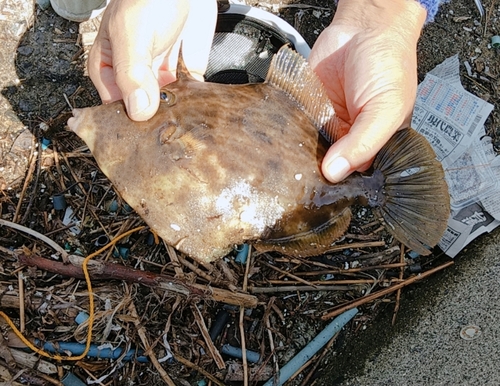 カワハギの釣果