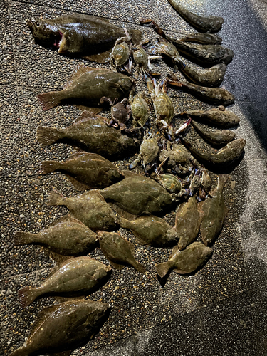 コチの釣果