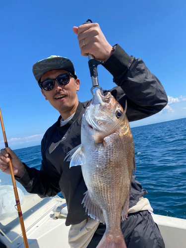 マダイの釣果